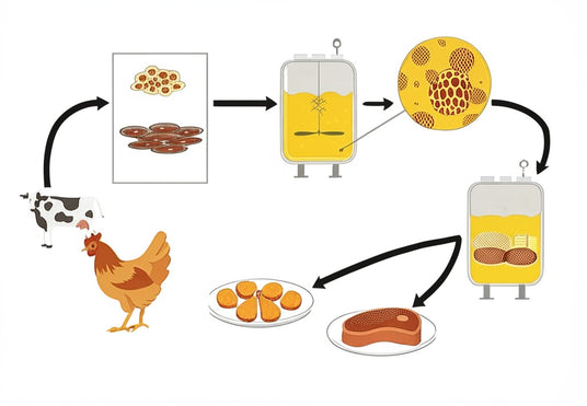 Cultivated Meat production cycle